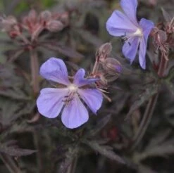 Geranium Pratense Midnight Reiter (Purple Heron)