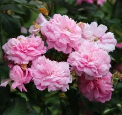 Rose Ispahan - Climbing Rose