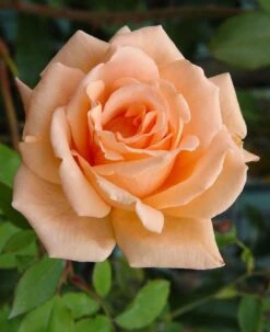 Rose Breath Of Life - Climbing Rose