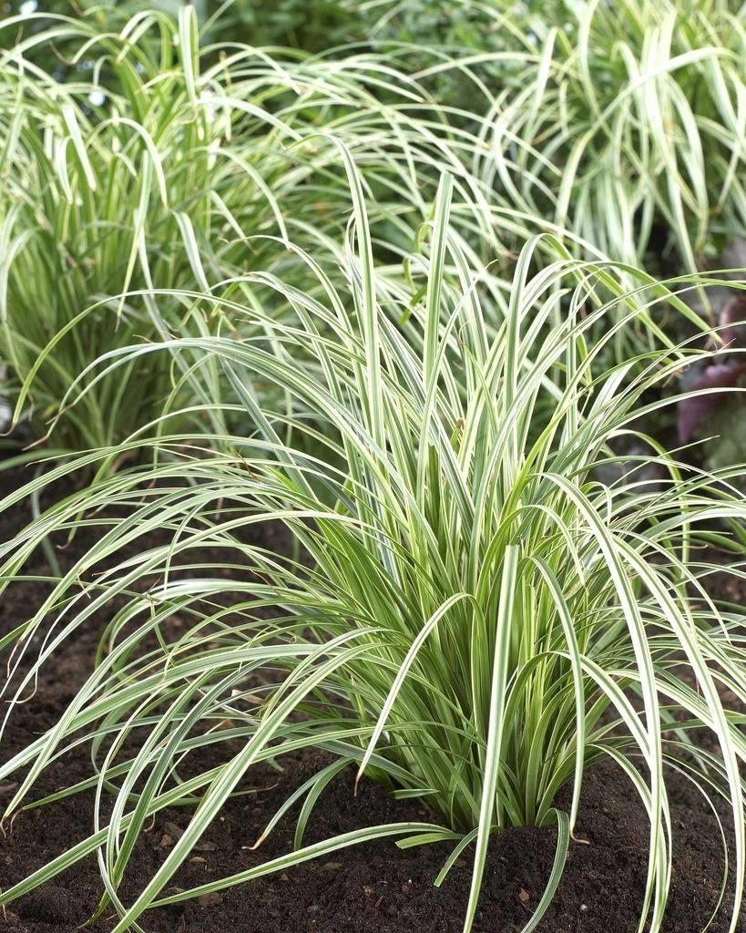 Carex Silver Sceptre - Pack Of THREE Plants - Image 2