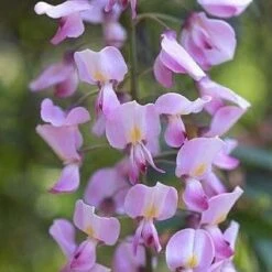 Wisteria Floribunda Rosea - Pink Japanese Wisteria