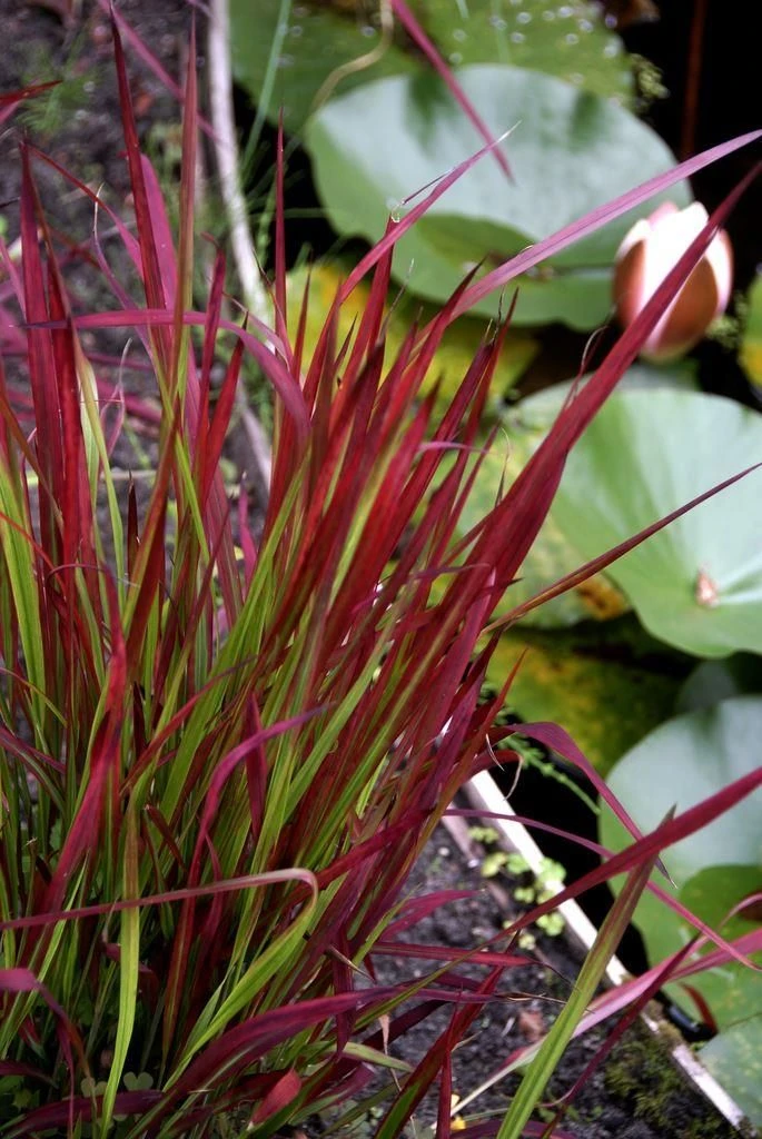 Imperata Cylindrica Rubra Red Baron - Japanese Blood Grass - LARGE - Image 2