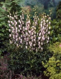 Aconitum Pink Sensation - Monks Hood