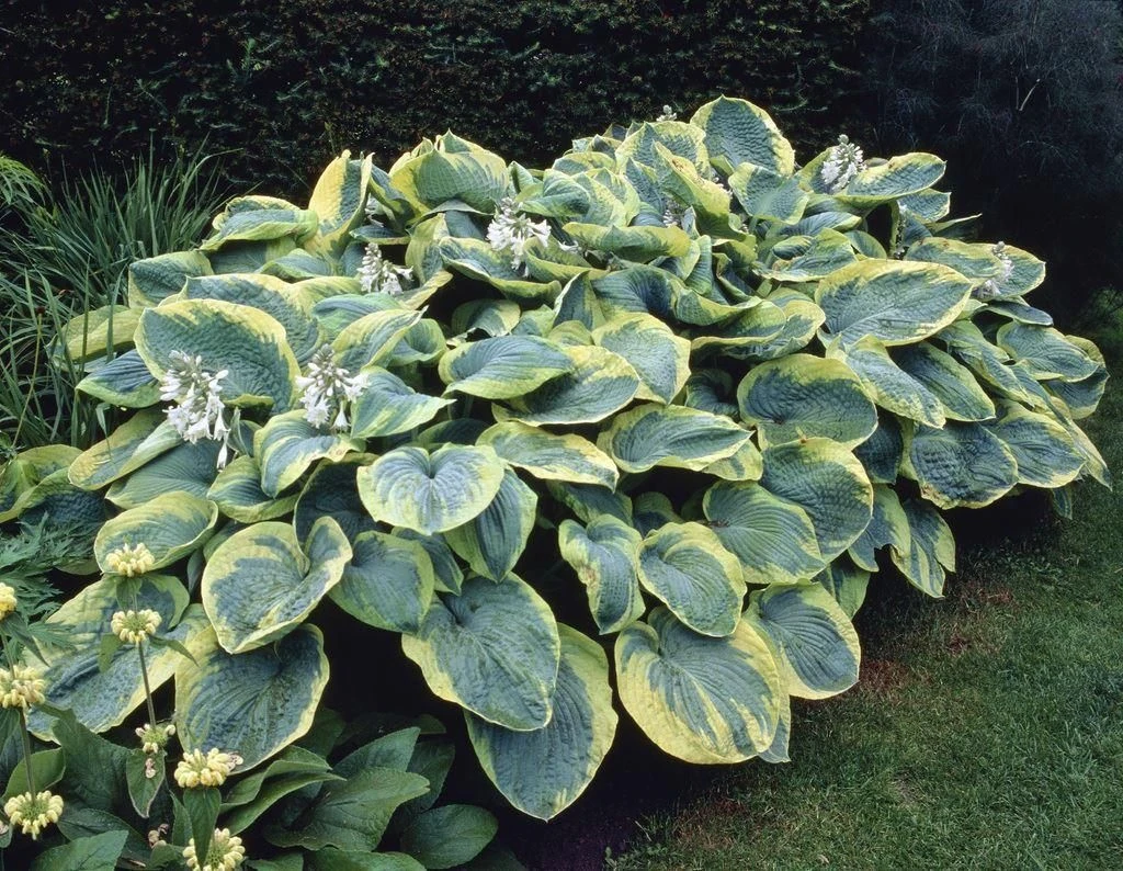 Premier Hosta Collection Shade Mixture - Pack Of TEN - Image 5