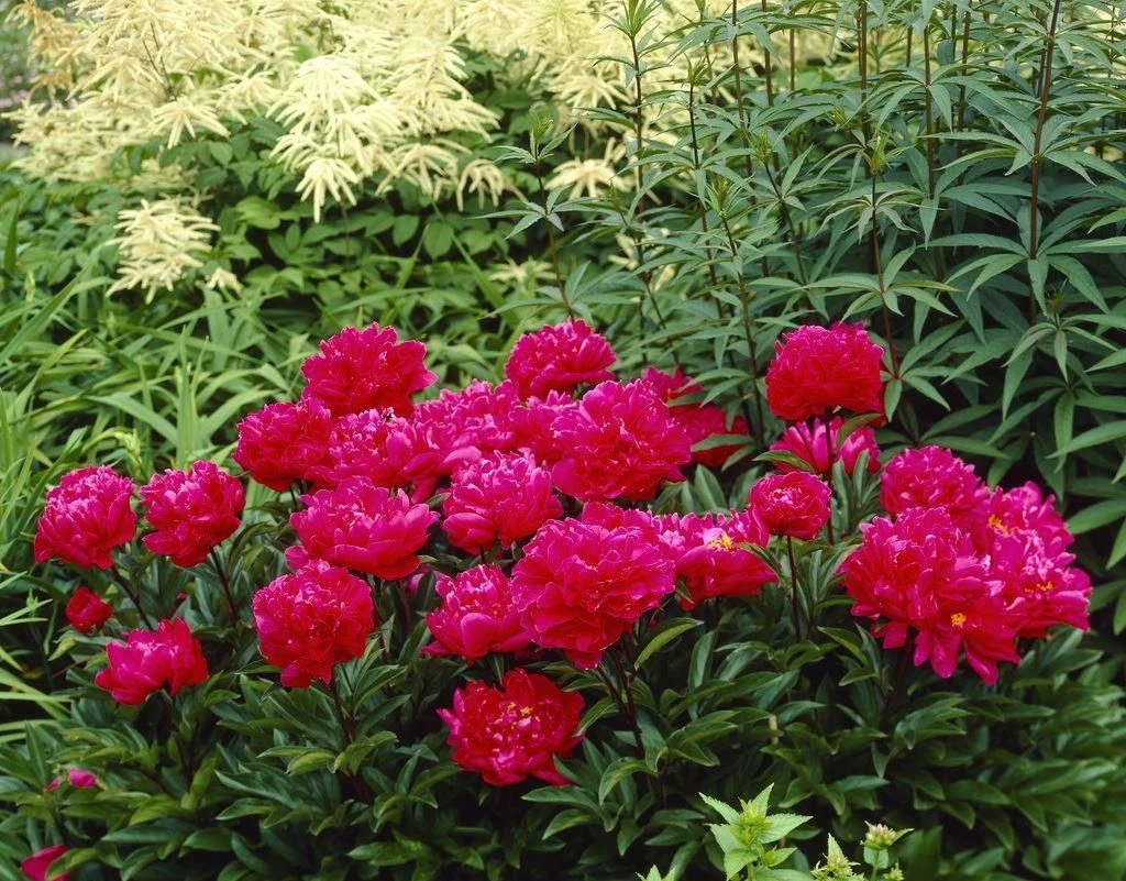 Paeonia Karl Rosenfield - Peony - Image 3
