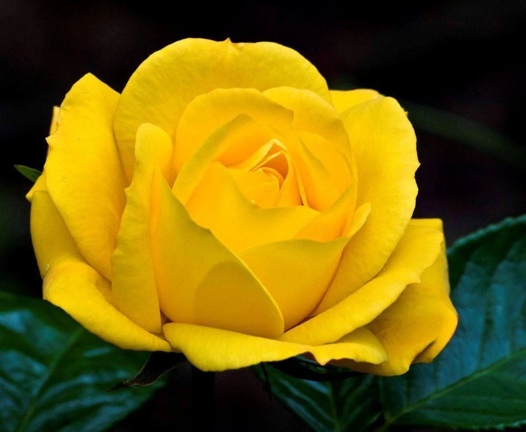 Rose Climbing Arthur Bell - Climbing Rose - Image 3