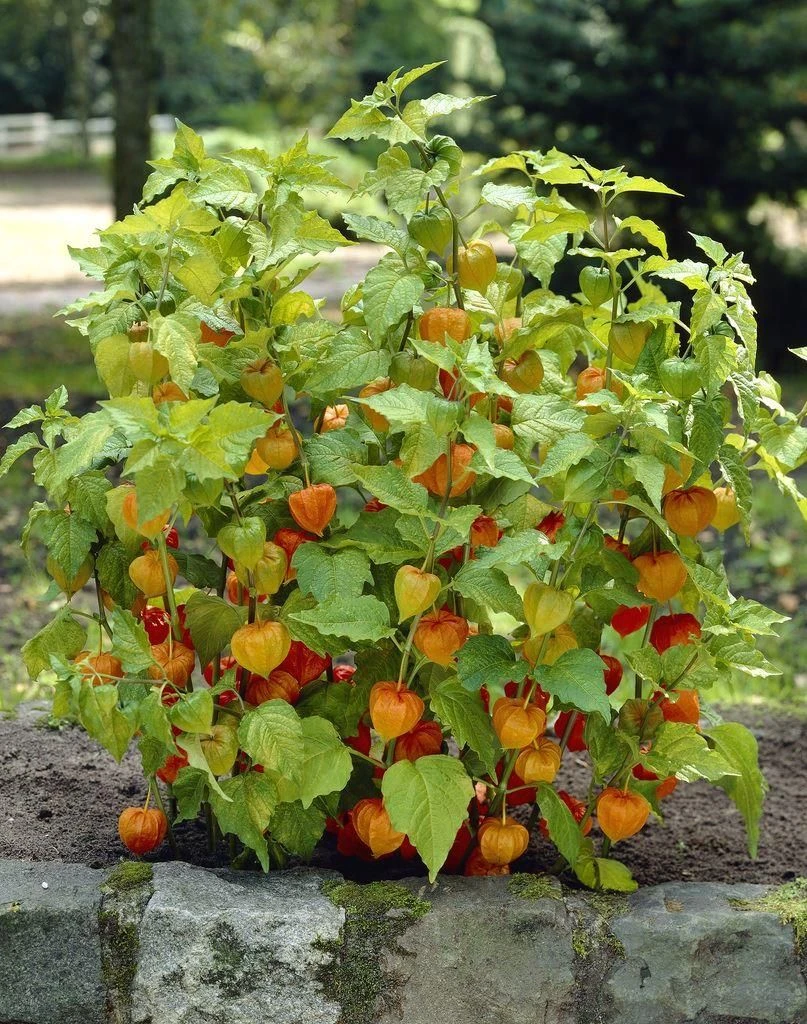 Chinese Lantern Plants - Physalis Alkekengi Var. Franchetii - Pack Of THREE - Image 2