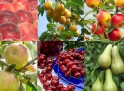 Grow Your Own Fruit Trees - Orchard Starter Bundle - 6 Different Trees
