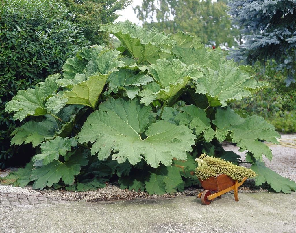 Gunnera Manicata - Giant Chile Rhubarb - LARGE Plant - Image 2