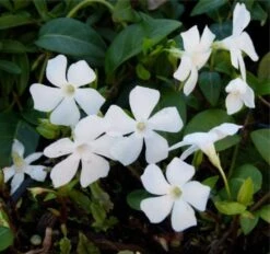 Vinca Minor Alba - WHITE Lesser Periwinkle Plants - Pack Of THREE
