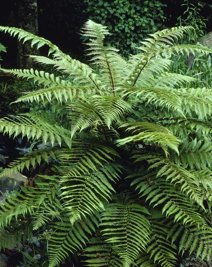 Young Dicksonia Antarctica - Tree Fern - Image 2