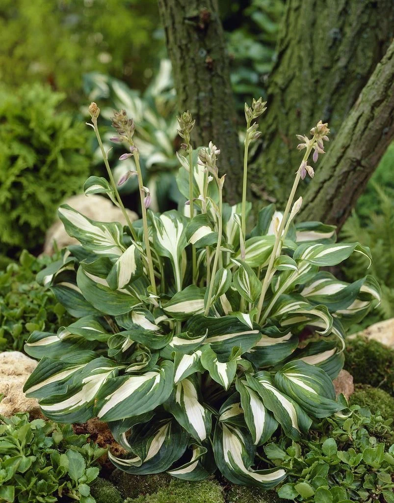 Hosta Fragrant Bouquet - Image 2