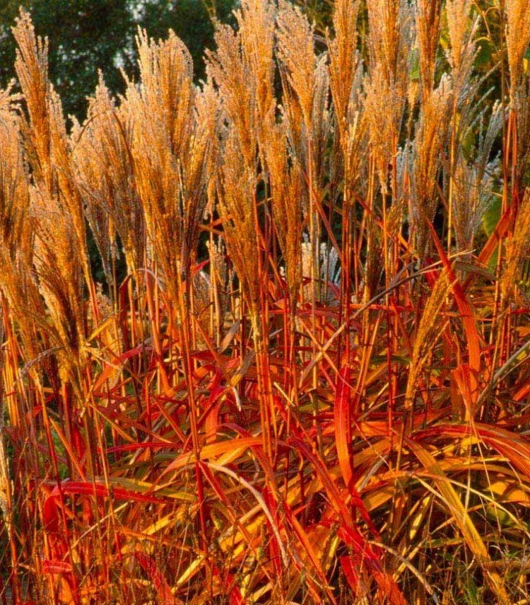 Miscanthus Indian Summer - Extra Large Specimen Autumnal Colour Grass - Image 2