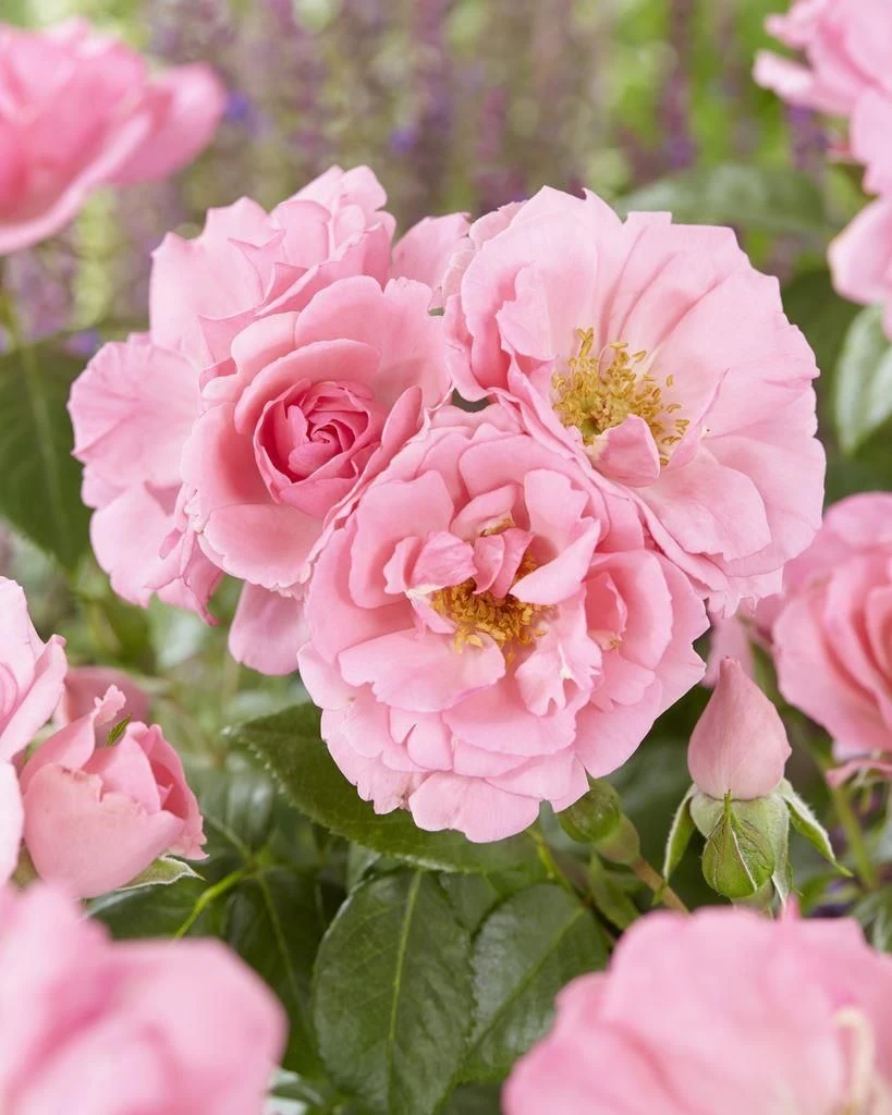 Large 5-6ft Specimen - Climbing Rose Bantry Bay - Image 3