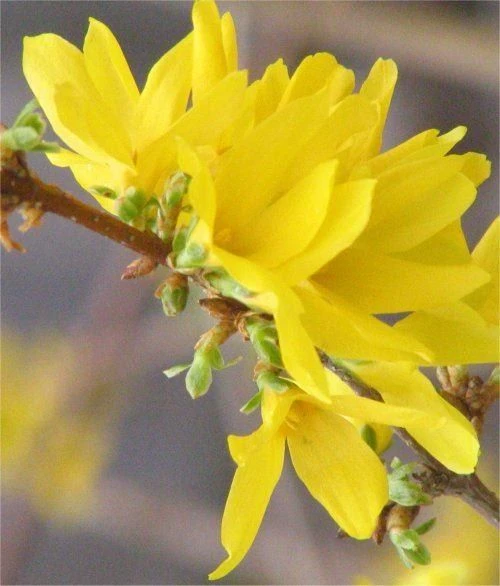 Forsythia Goldrush - Large - Image 2