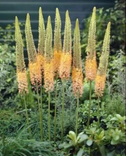 Eremurus X Isabellinus Cleopatra - Foxtail Lily