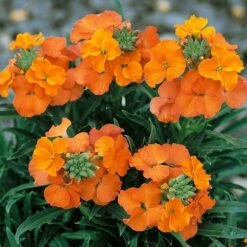 Erysimum Apricot Twist - In Bud And Bloom