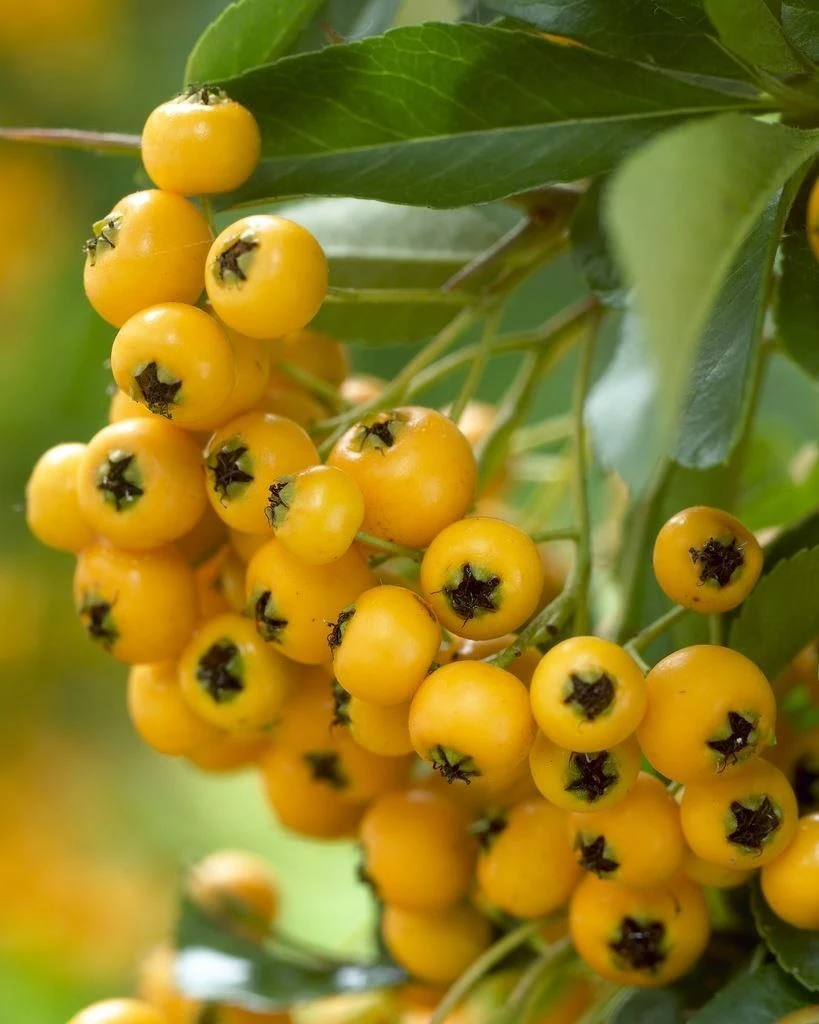 Pyracantha Soleil D'Or - Firethorn - Image 3