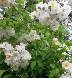 Rose Bobbie James - Multiflora Rambling Rose