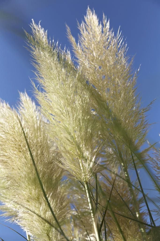 Dwarf Pampas Grass - Cortaderia Selloana Pumila - Large Plant - Image 2