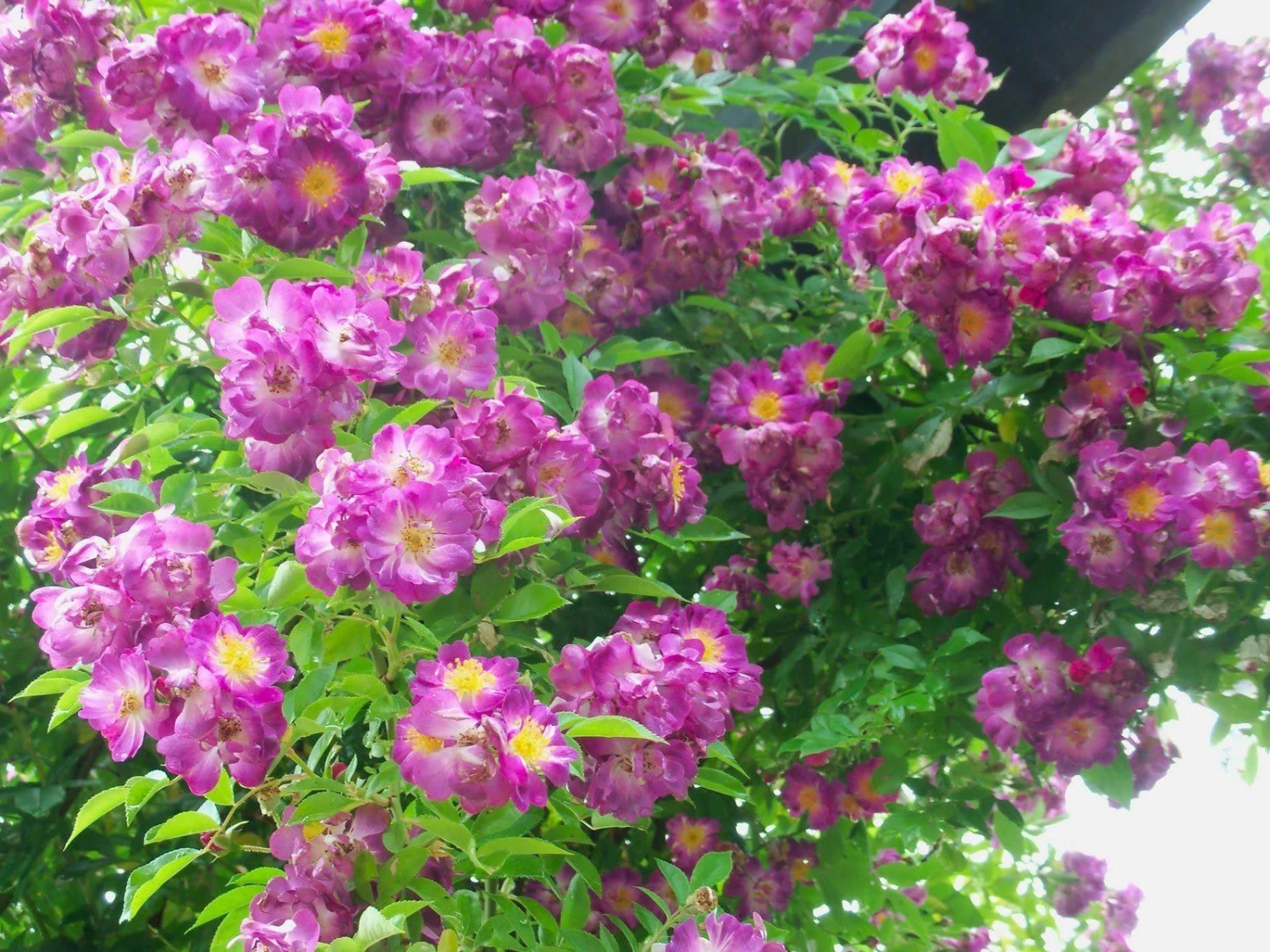 Large 5-6ft Specimen - Rambling Rose Veilchenbleu - Climbing Rose - Image 2