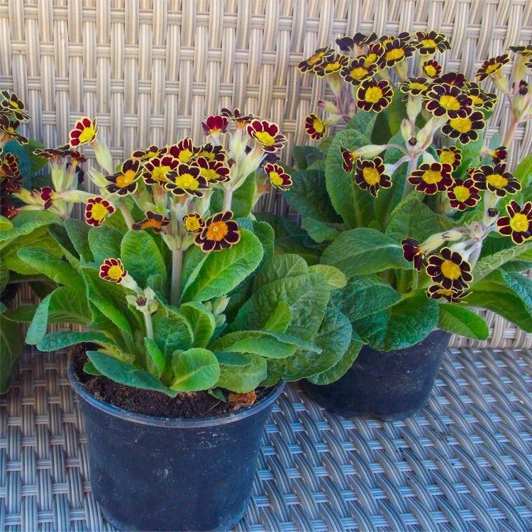 Primula Gold Lace - Gold Laced Polyanthus - Pack Of THREE Plants - Image 4