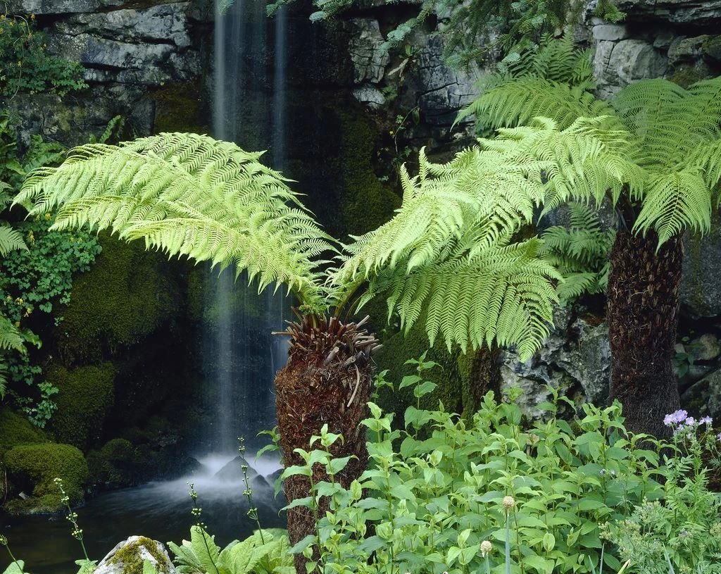 Young Dicksonia Antarctica - Tree Fern