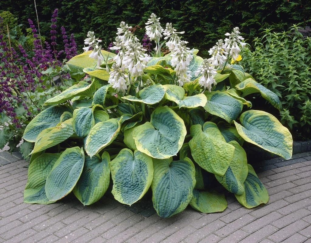 Premier Hosta Collection Shade Mixture - Pack Of TEN - Image 4