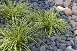 Carex Oshimensis Evergold - Japanese Sedge - Pack Of THREE