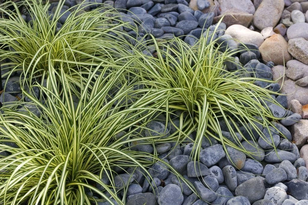 Carex Oshimensis Evergold - Japanese Sedge - Pack Of THREE