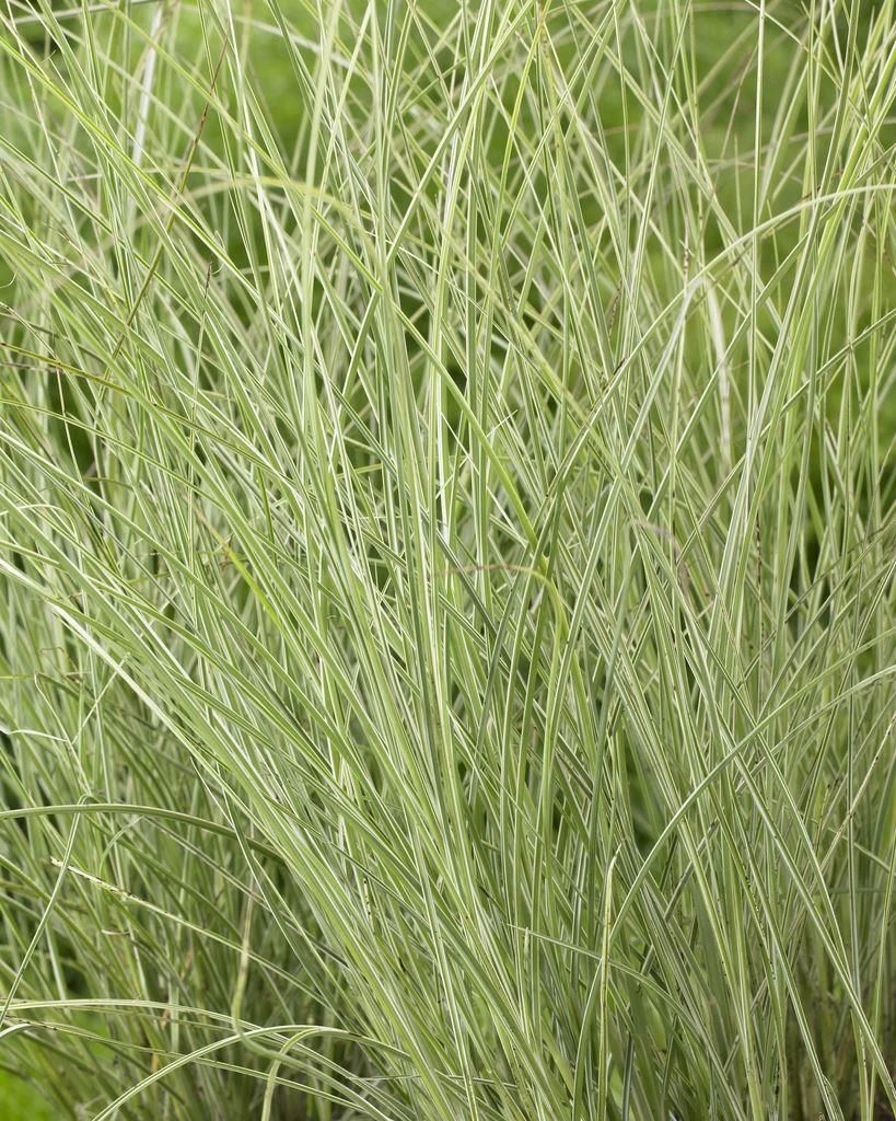 Miscanthus Sinensis Morning Light - Japanese Silver Grass - Image 3