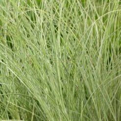 Miscanthus Sinensis Morning Light - Japanese Silver Grass