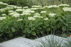 Sedum Iceberg - Stardust Sedum