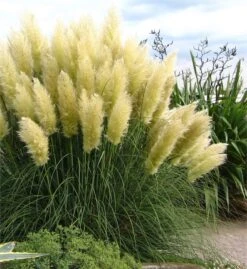WHITE Pampas Grass - Cortaderia Selloana - Pack Of THREE Plants