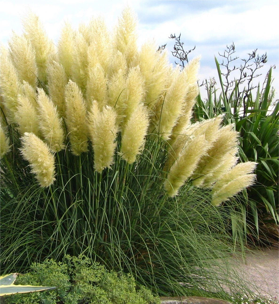 Pampas Grass - Cortaderia Selloana Pumila - Dwarf Pampas Grass