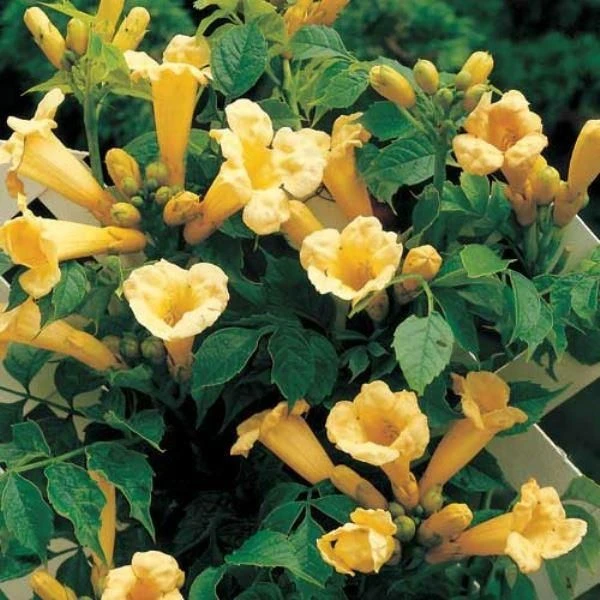 Large 6-7ft Specimen Climber - Campsis Radicans 'Flava' - Yellow Trumpet Vine - Image 2