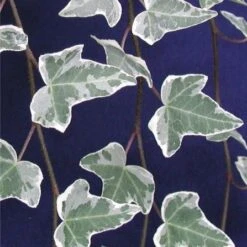 Hedera Helix Glacier - Variegated Common Ivy