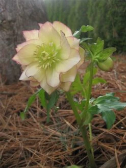 Helleborus Golden Lotus - Rare Double Flowered Yellow Hellebore