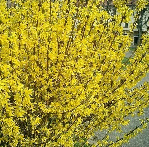 Forsythia Goldrush - Large - Image 4