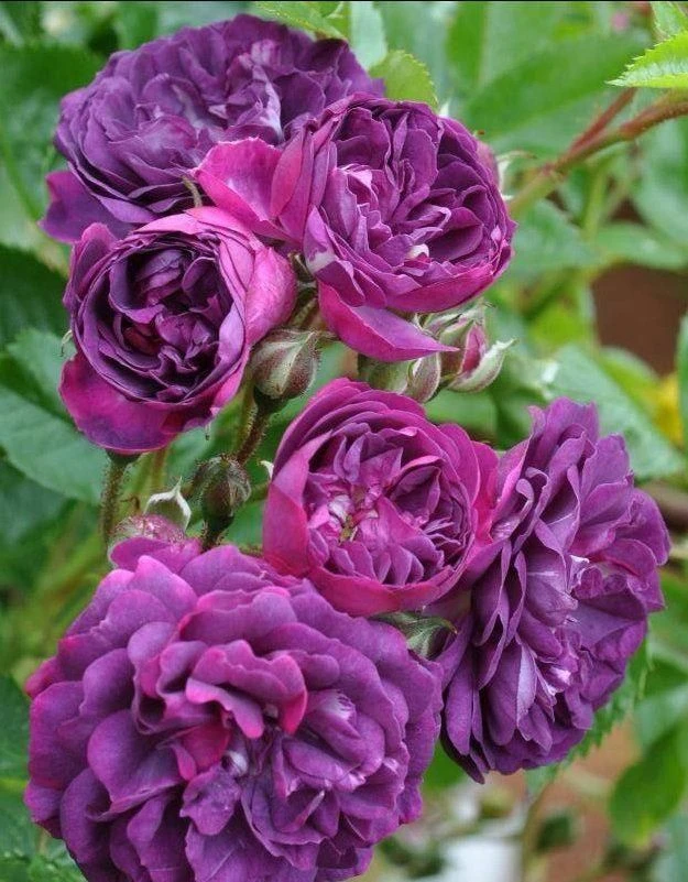 Rose Bleu Magenta - Climbing Rose Blue Magenta