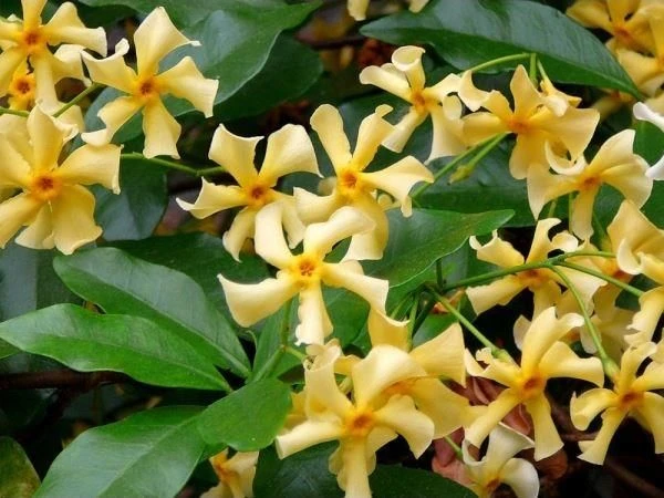 Large 5-6ft Climber - Trachelospermum Jasminoides Star Of Toscane - Star Jasmin - Rhyncospermum - Image 2