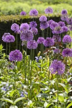 Allium Purple Sensation - Ornamental Onion Plant