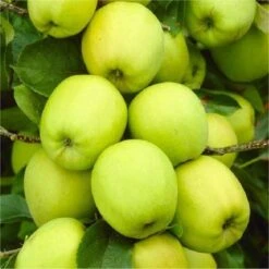 APPLE TREE - Multi-Variety Fruit Tree - APPLE - 5 Varieties On One Tree!