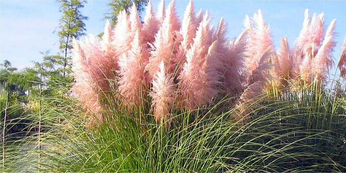 PINK Pampas Grass - Cortaderia Selloana Rosea - Image 2