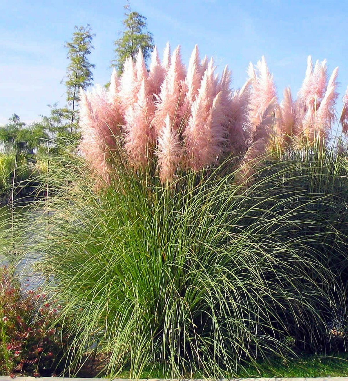 PINK Pampas Grass - Cortaderia Selloana Rosea - Image 3