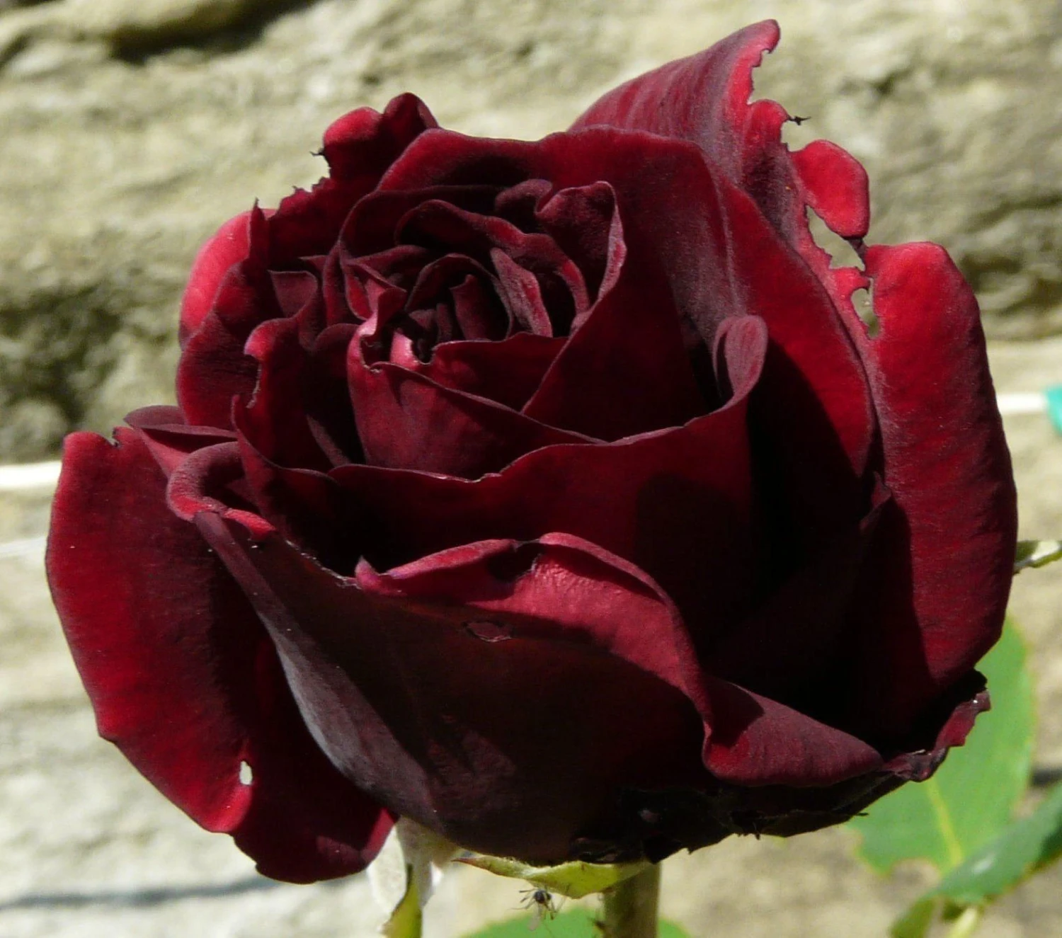 Rose Guinee - Climbing Rose - Image 2