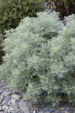 Artemisia Powis Castle - Woodworm