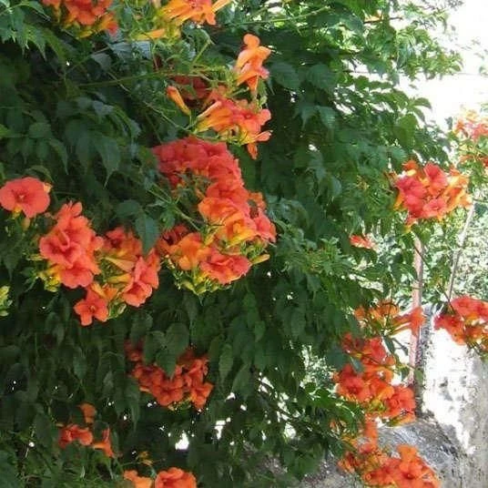 Campsis Solo Rosso - Trumpet Vine - Image 2