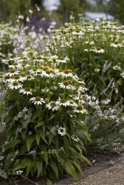 Echinacea Purpurea Alba ''White Swan''
