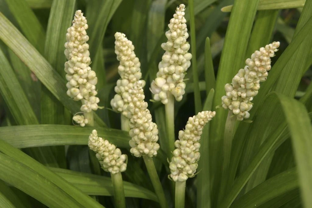 Liriope Muscari Alba - White Lily Turf - Image 4